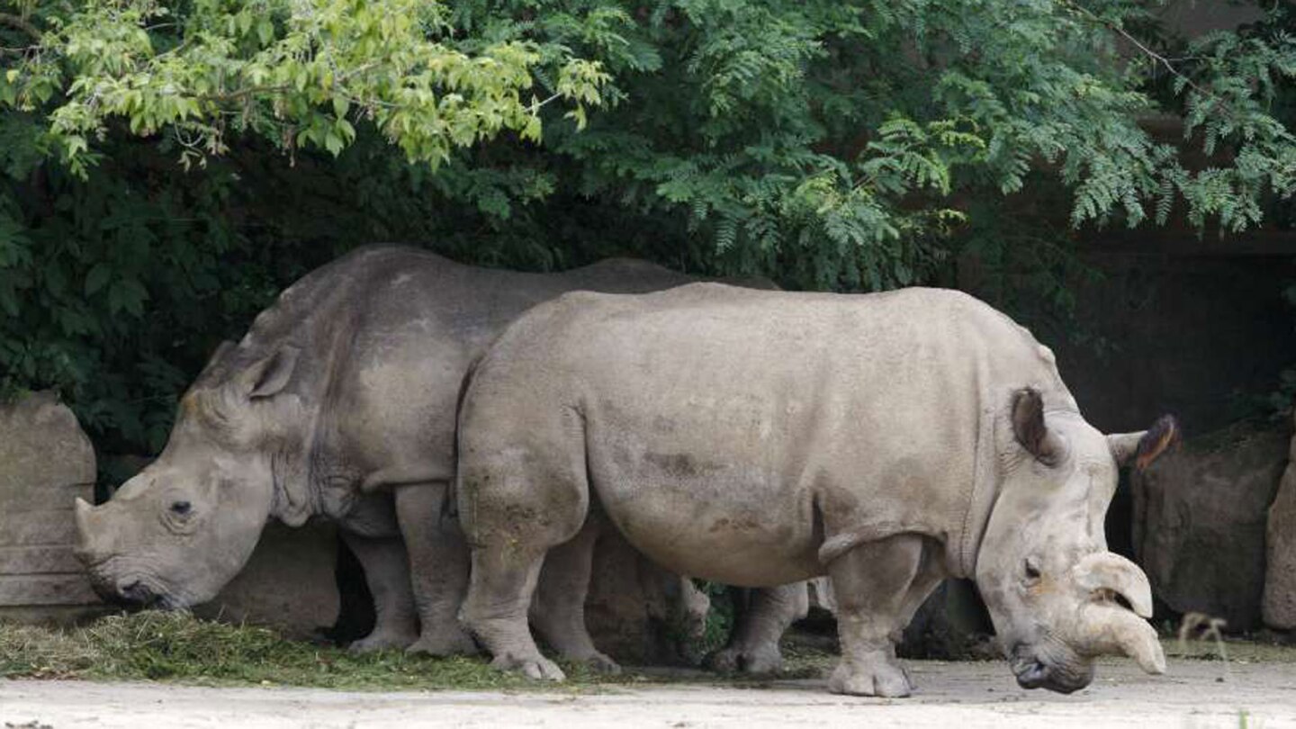 Northern white female rhino Nabire, right, is shown at a Czech Republic zoo in 2011. At left is Natal, a southern white rhino.