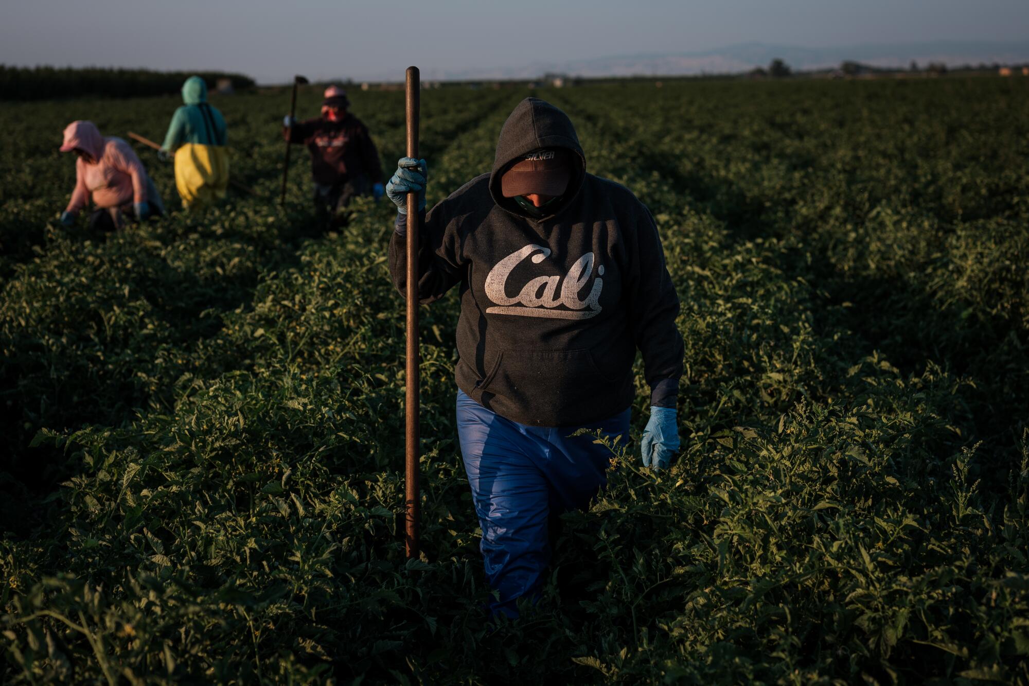 Farmworkers weed a tomato field in French Camp, Calif.