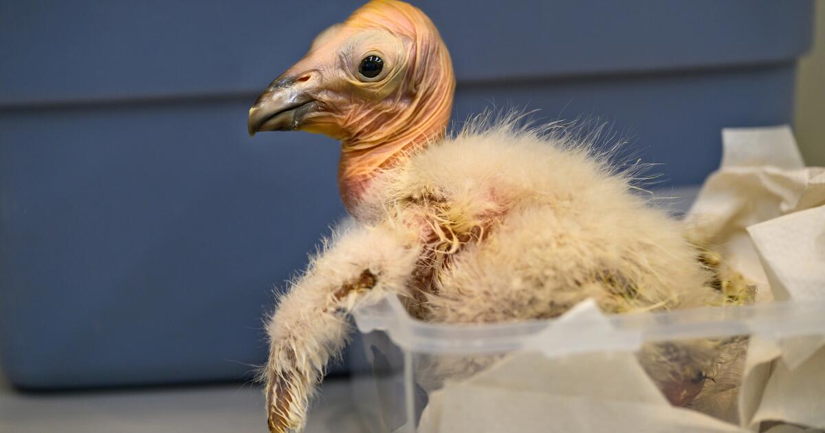 Caring for condor triplets! Record 17 chicks thrive at L.A. Zoo under surrogacy method