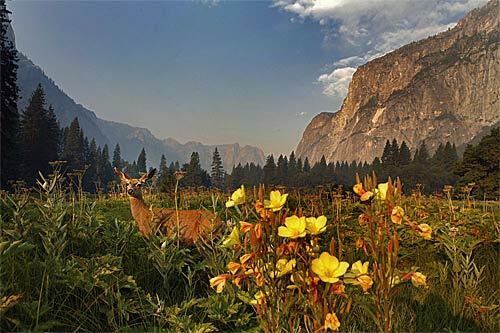 yosemite airstream RV