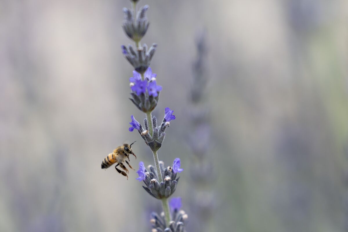 A bee lands on a lavender plant.