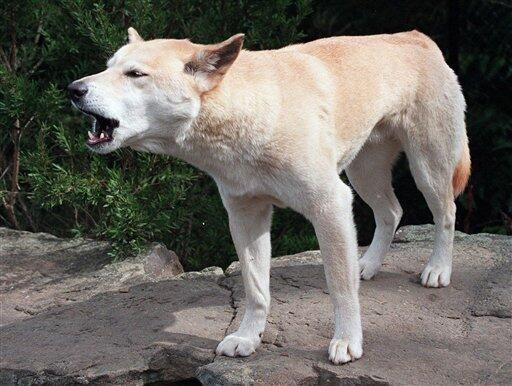 Dingo 'humanely destroyed' after attacks on two children in