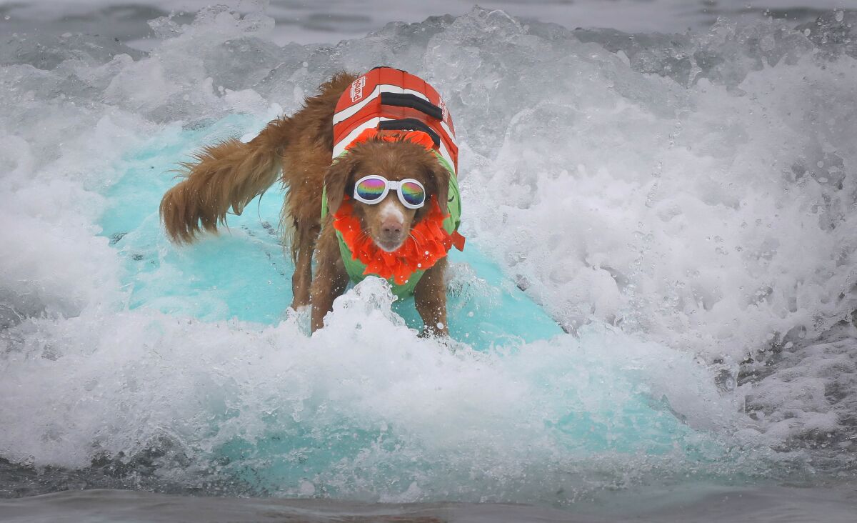 IB Surf Dog