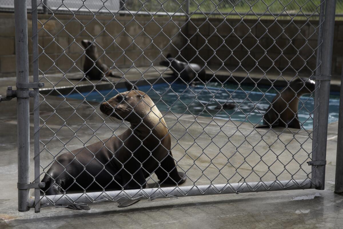 Rescued sea lions rest in a pen at the Pacific Marine Mammal Center on March 2 in Laguna Beach. Police are searching for who intentionally put chlorine into the water filtration system there, affecting the sea lions who were set to be released.