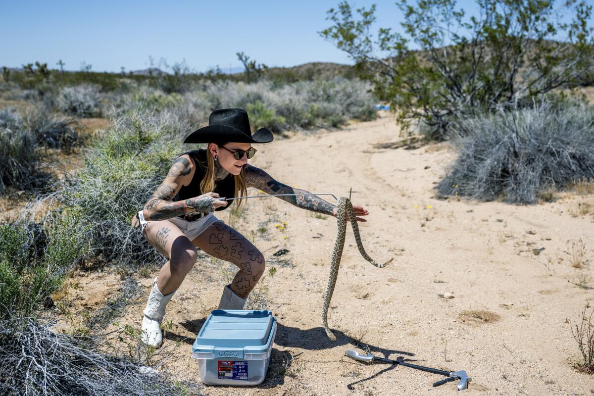 Rattlesnake wrangler Danielle Wall grabs a Mojave rattlesnake from a container to return it to its natural habitat.