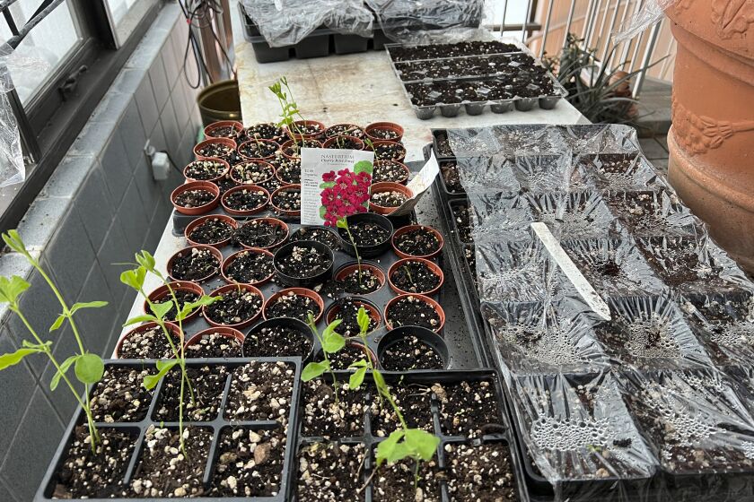 This image provided by Jeff Lowenfels shows flats of sweet peas grown from seed, some in recycled egg cartons, on March 23, 2023, in Anchorage, Alaska. The longer days of spring make this a good time to start plants from seed, either indoors or outdoors. (Jeff Lowenfels via AP)