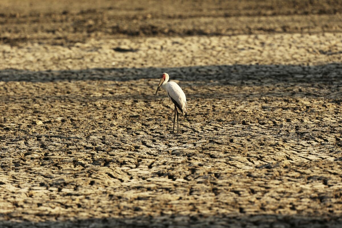 In this Oct, 27, 2019 file photo, a bird stands on a sun-baked pool that used to be a perennial water supply in Mana Pools National Park, Zimbabwe.