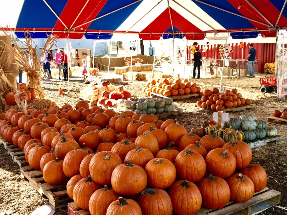 Mr. Jack O'Lanterns Pumpkins' roving pumpkin patch will be open Oct. 3-31 at 6710 La Jolla Blvd. in La Jolla.