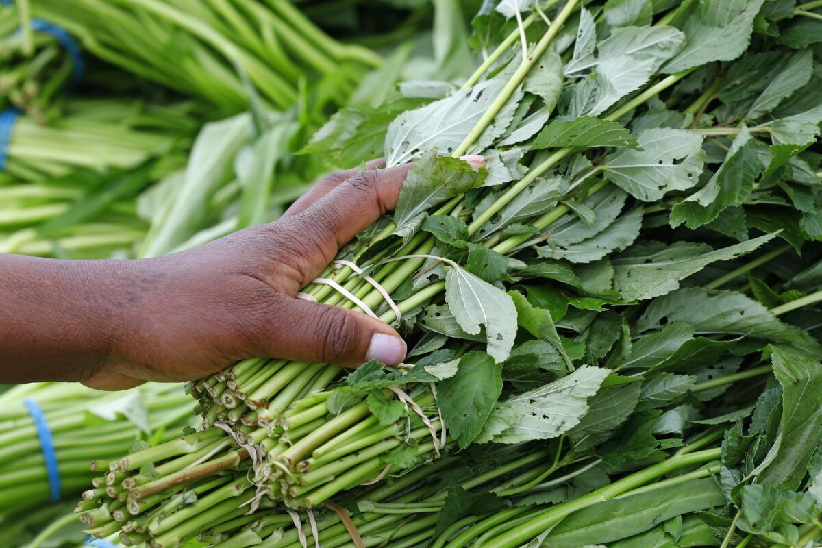 A hand rests on a bunch of bitter melon leaves. 