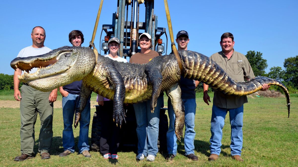 727-pound alligator one of two massive gators caught in Mississippi - Los  Angeles Times