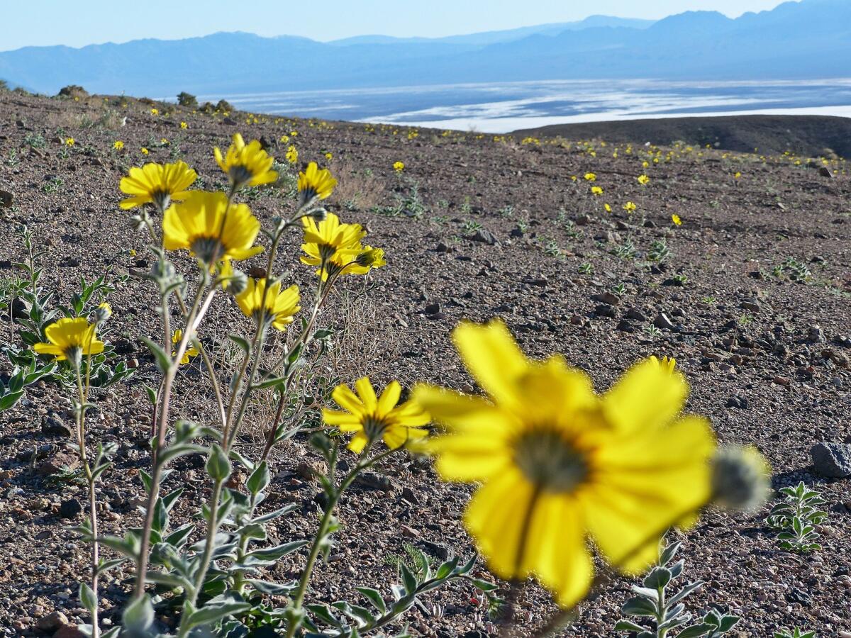 Desert gold wildflowers overlook Badwater Basin in Death Valley National Park. The blooms are supposed to last through late March or early April, according to park officials.