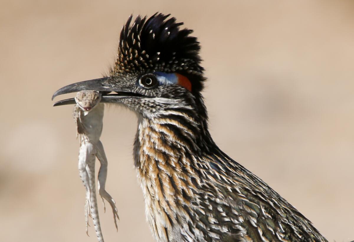 A roadrunner pauses with a lizard in its beak.