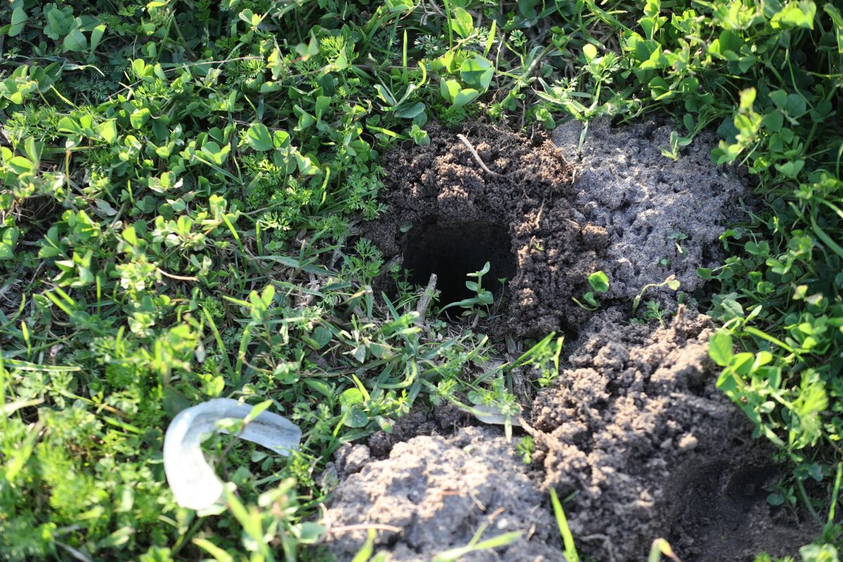 Holes like this are prevalent at the Robb Field soccer fields, according to park users.