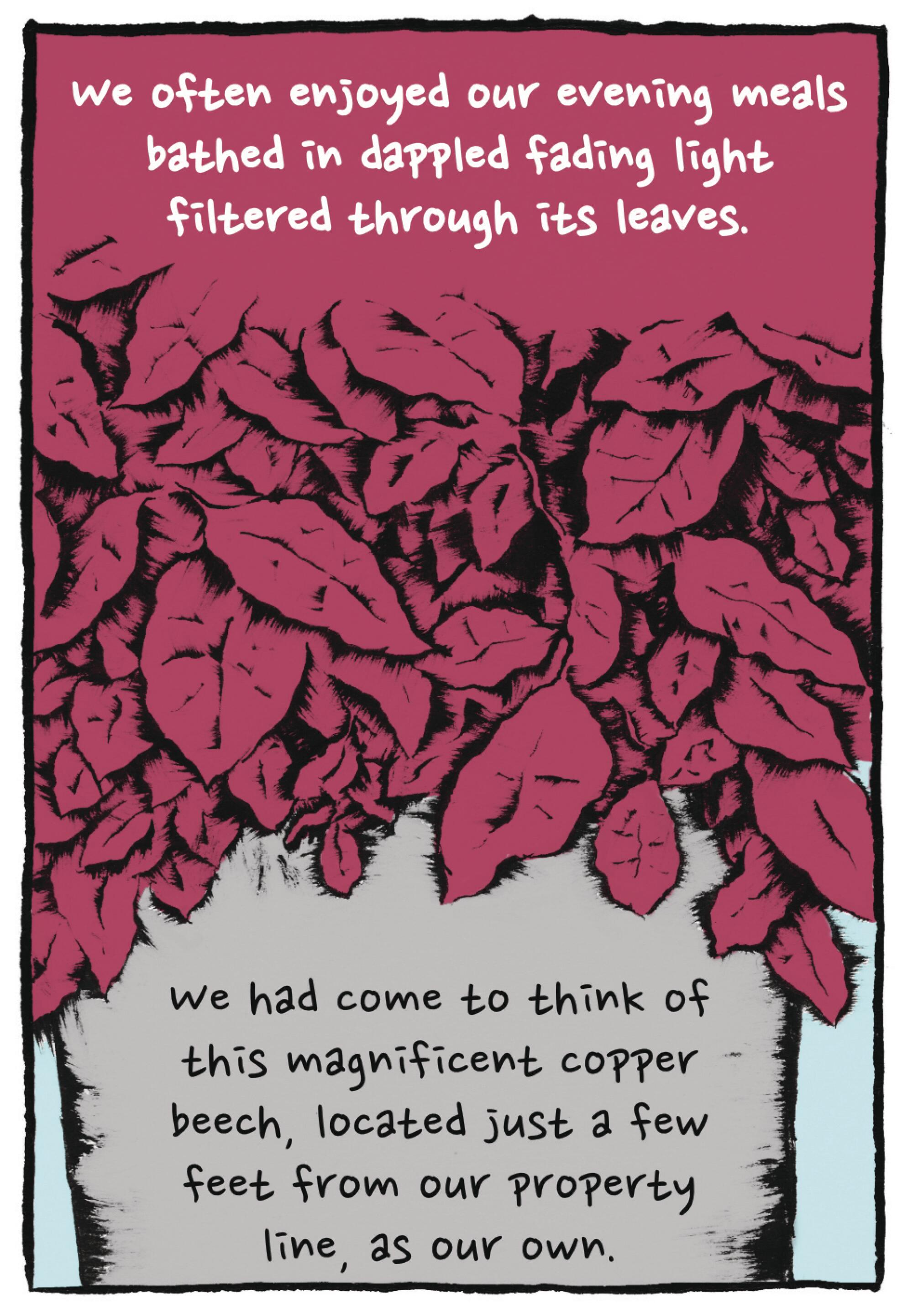 Illustration of a tree. "We had come to think of this magnificent copper beech located feet from our property as our own"