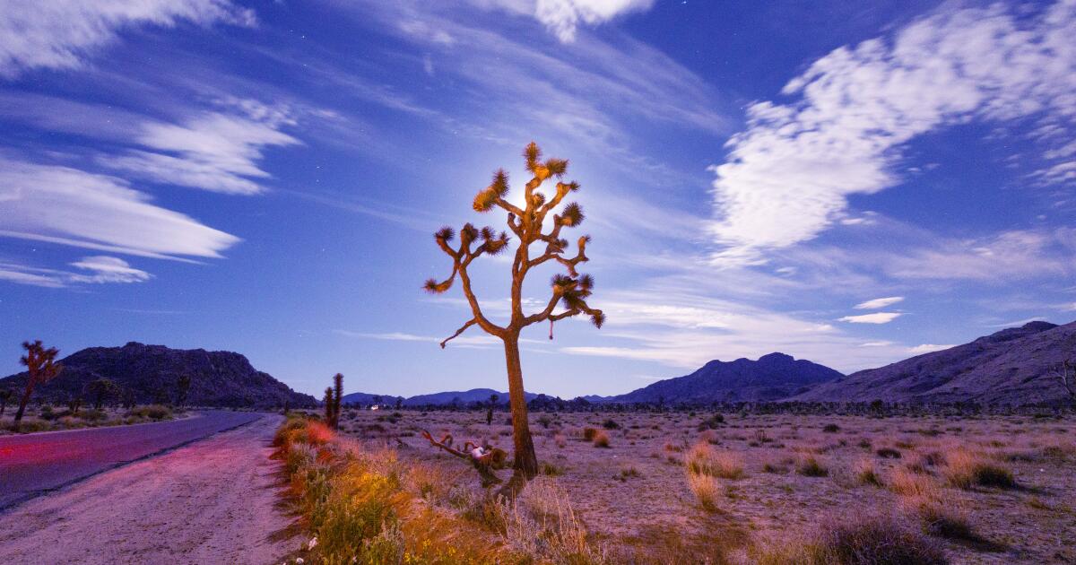 Going to Joshua Tree to observe the Perseid meteor bathe?