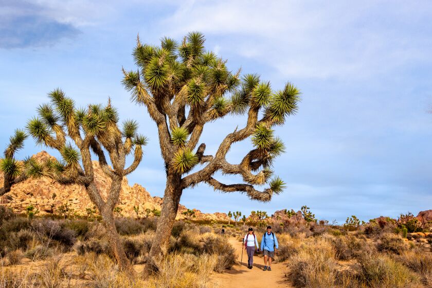 Backroads tour company offers walking/hiking tours of Joshua Tree National Park that also visit Palm Springs.