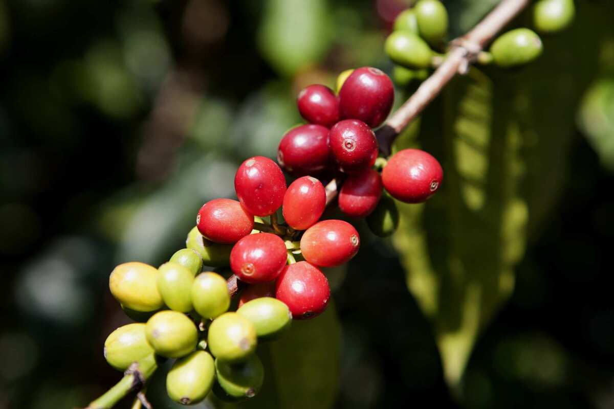 Kona coffee beans