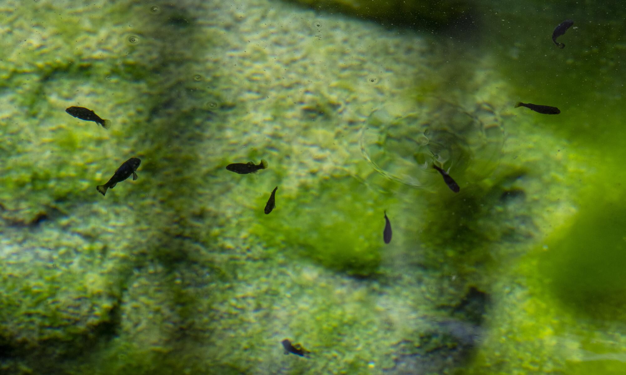 Small fish in green-ish water 