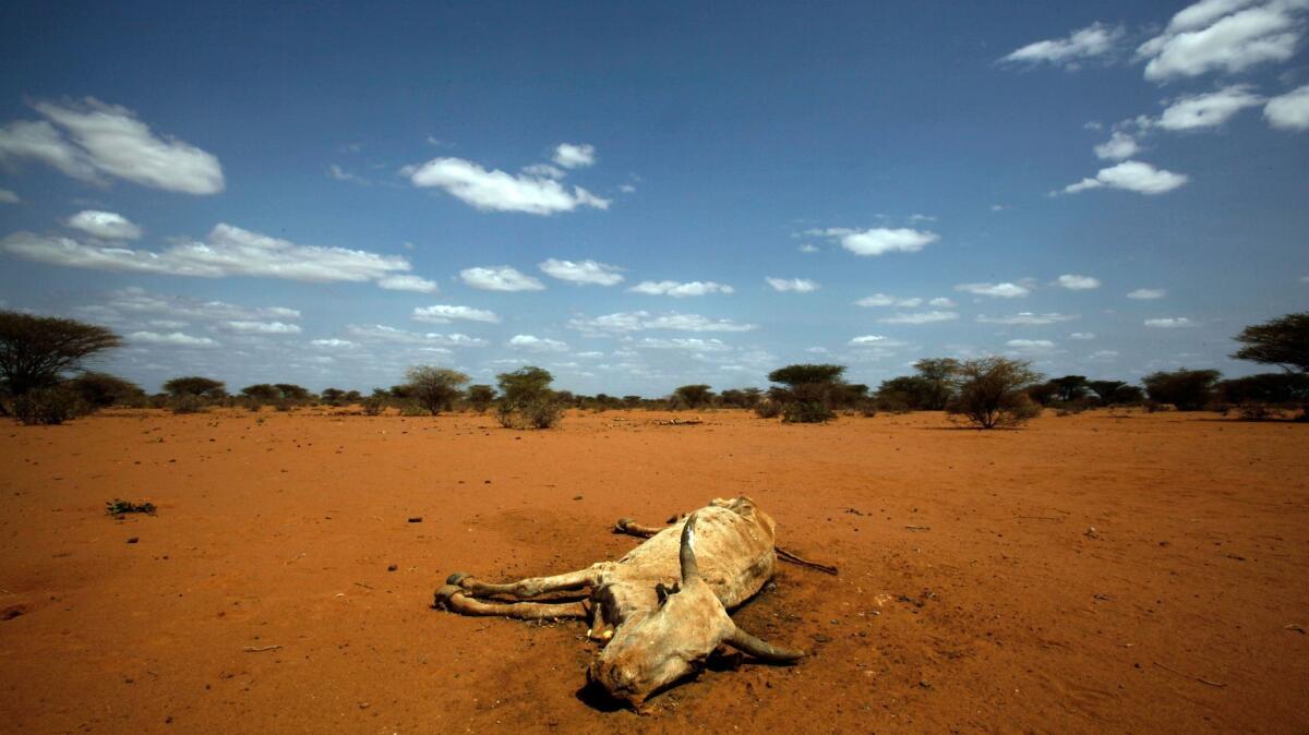 A cow lies dead near the Dadaab refugee complex in northeastern Kenya in 2011 as a result of a drought that began the previous year.