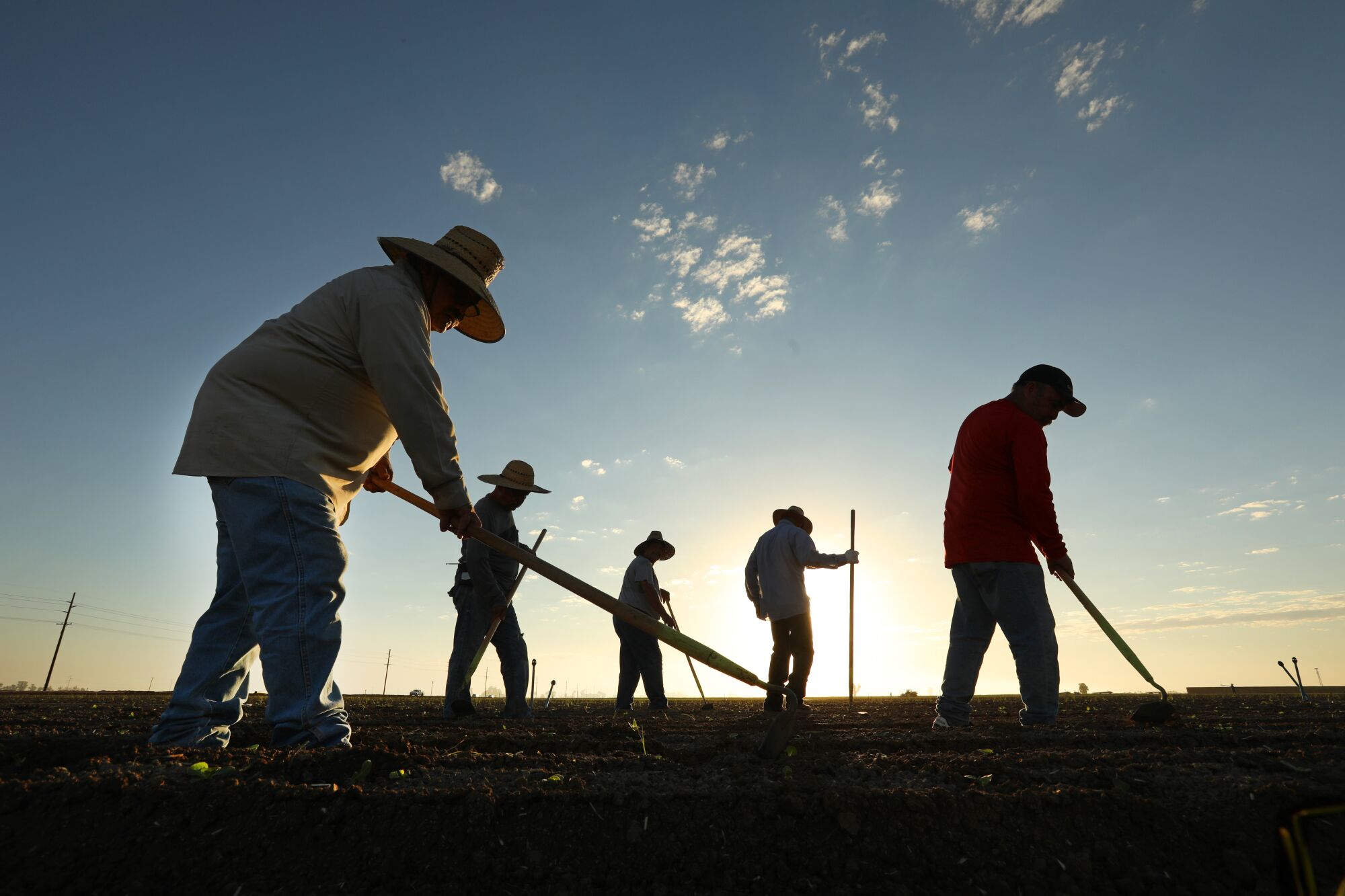 Farmworkers tend to rows of crops
