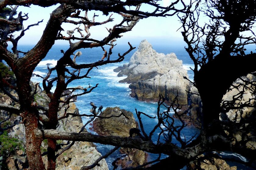 Gnarled branches and the granite rocks of Point Lobos frame turquoise waters at the edge of fog-bound Carmel Bay, Calif.