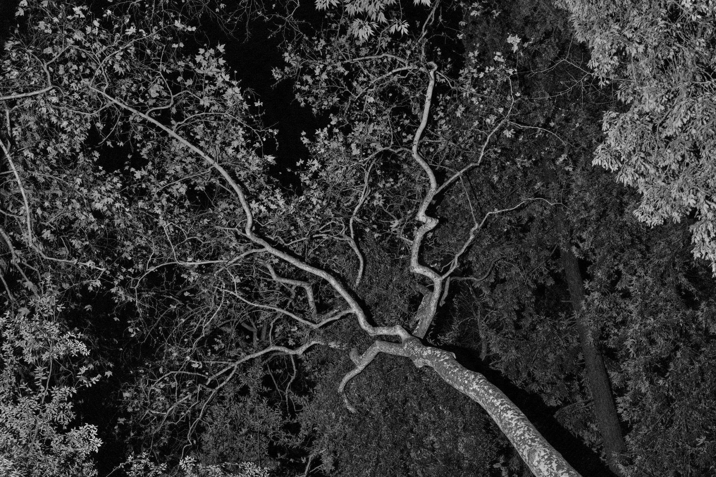 Looking up from the ground at the branches of a sycamore tree, in a black-and-white photo