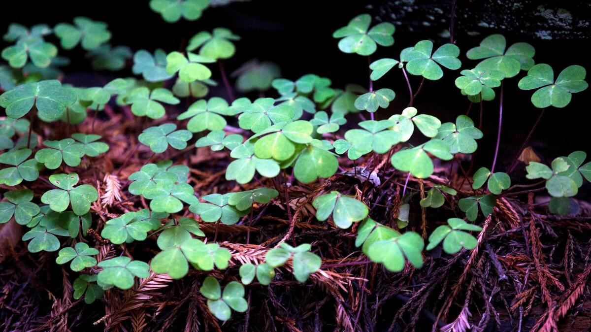 Plants carpet the base of coastal redwoods at Muir Woods National Monument in Mill Valley, Calif.
