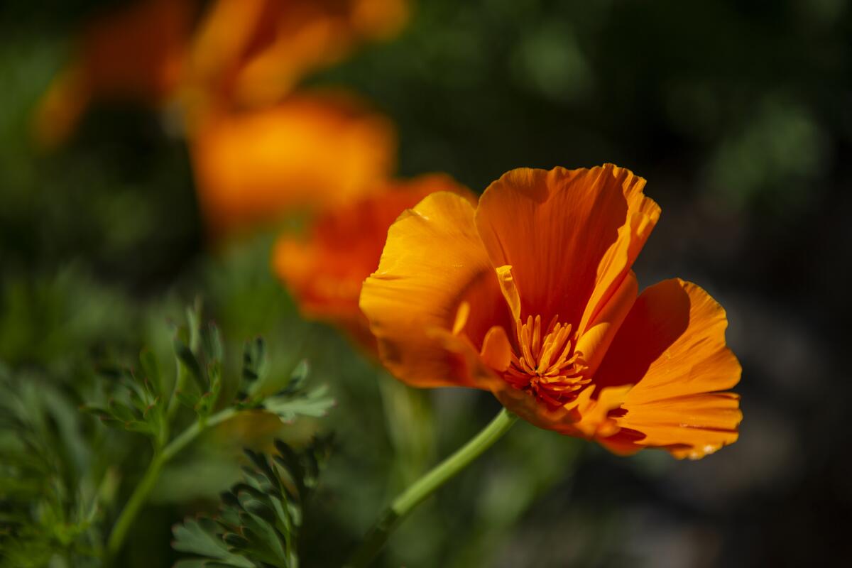 The California poppy, California's state flower, is in bloom at the Huntington Beach Urban Forest.