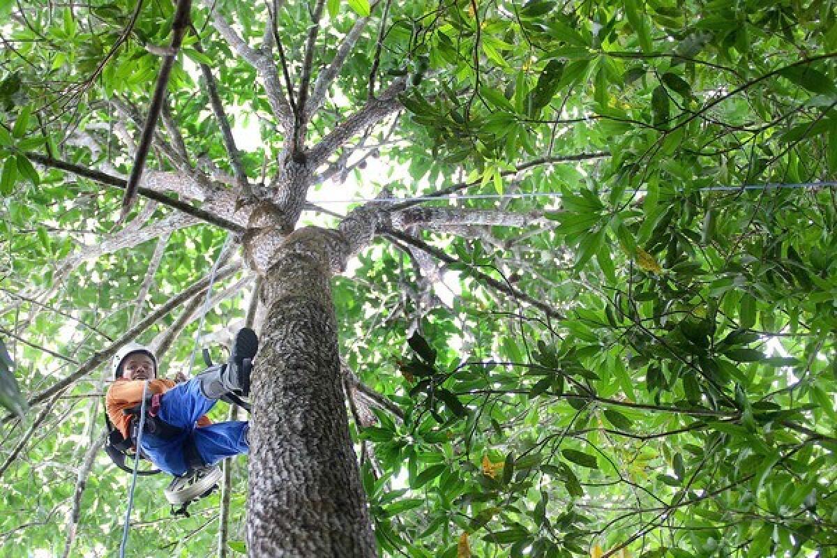 Edimilson Da Silva Almeida uses ropes and climbing gear to ascend a Brazil nut tree in Boa Frente, where the nonprofit Amazonas Sustainable Foundation manages Brazil's Juma Reserve. The foundation is helping to train residents to safely harvest and grade the Brazil nuts for sale and export.