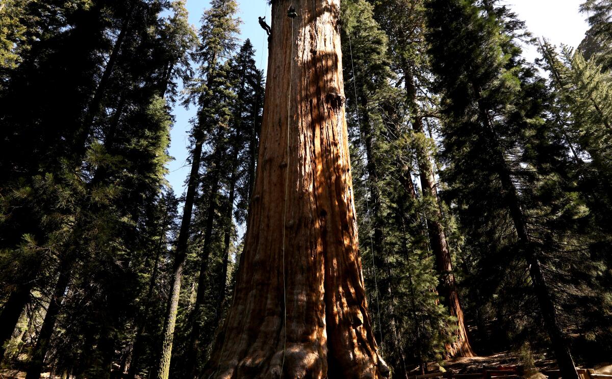 A huge tree. 