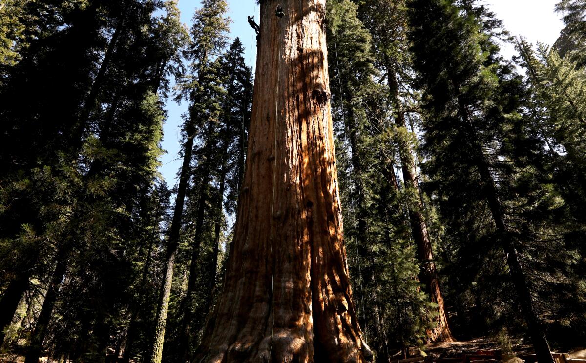 Column: In the land of giant sequoias, the largest tree in the world ...