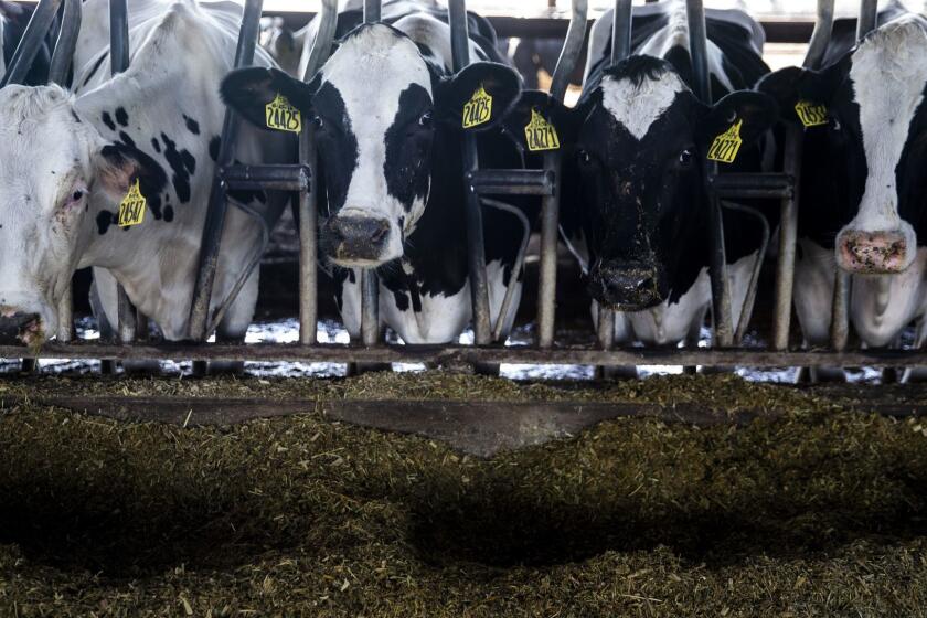 TURLOCK, CALIF. - OCTOBER 25: Dairy cows feed at one of the barns at Robert Gioletti & Sons Dairy on Thursday, Oct. 25, 2018 in Turlock, Calif. (Kent Nishimura / Los Angeles Times)