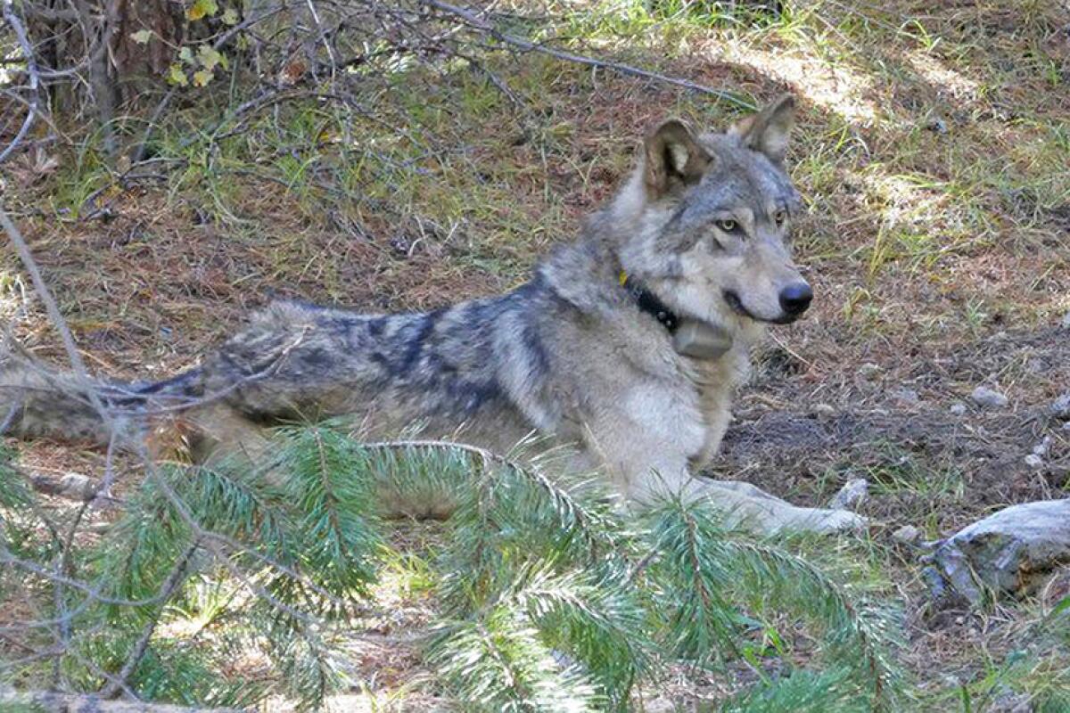 why is the endangered gray wolf