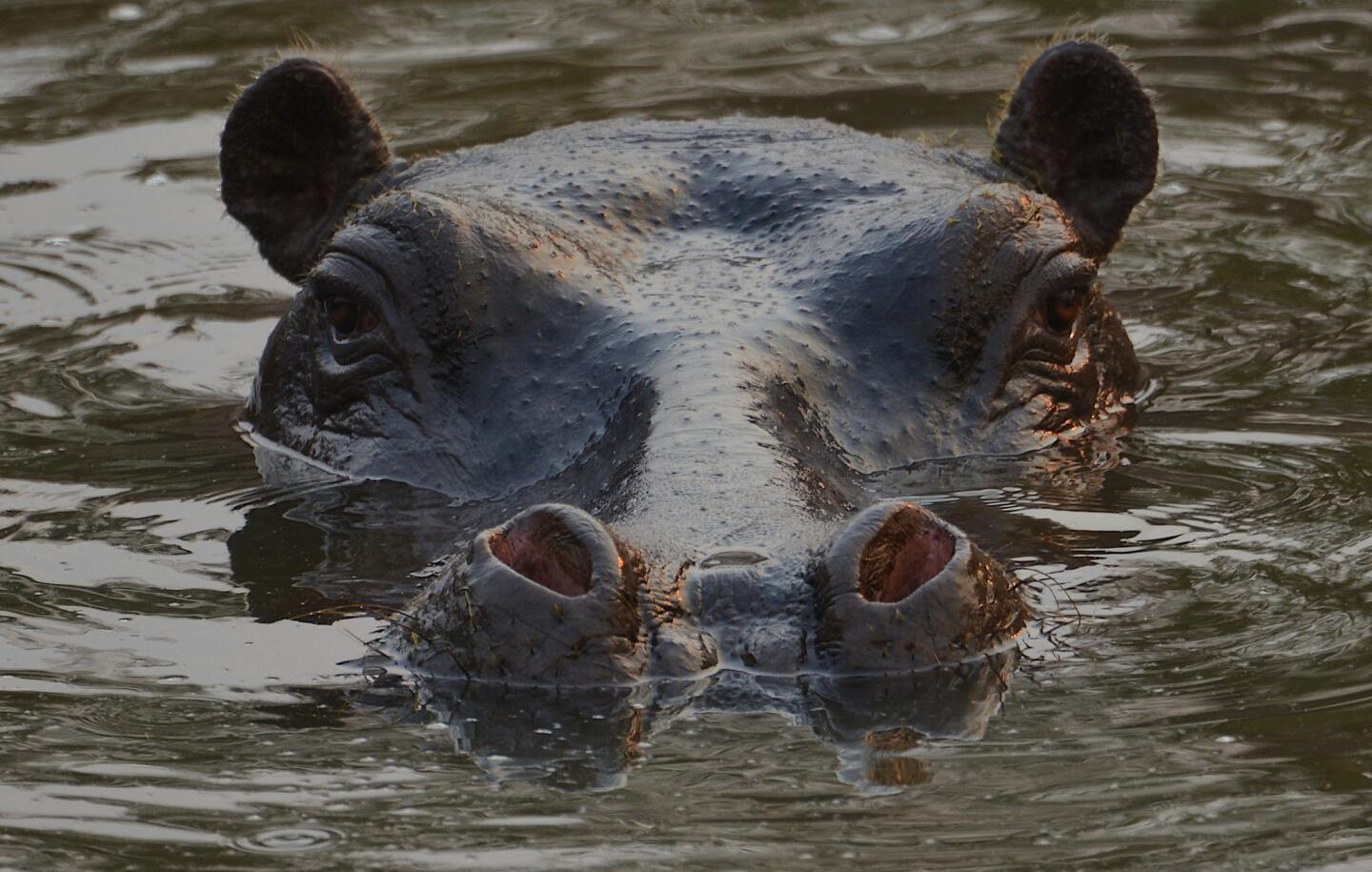 Hippopotamus