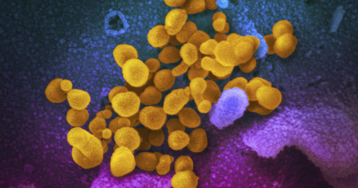 Column: How Trump’s anti-science meddling erased 3 years of crucial COVID research