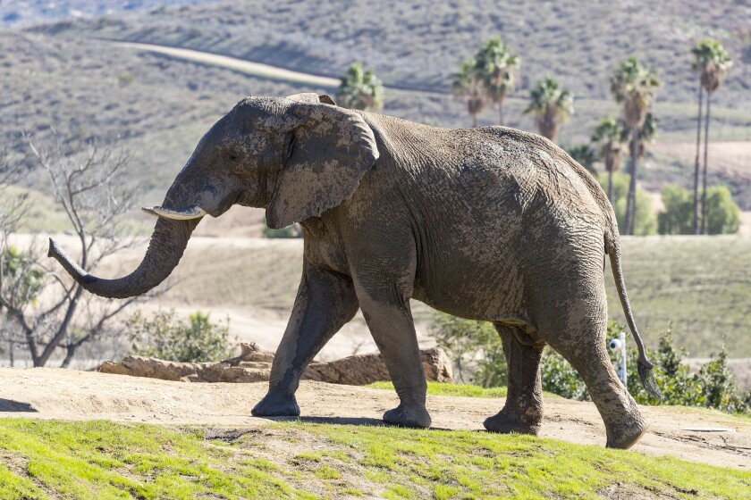 San Diego Zoo Info Tips Travel Caffeine