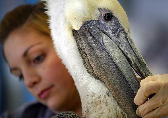 Week in Focus: Pelican problem