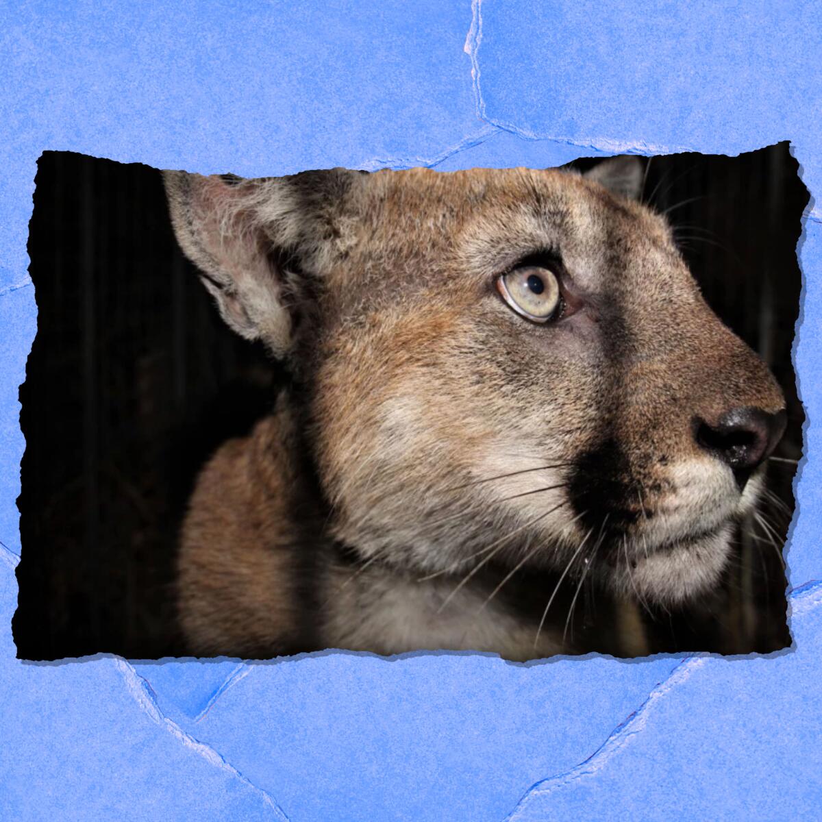 Closeup of a mountain lion behind the bars of a cage.
