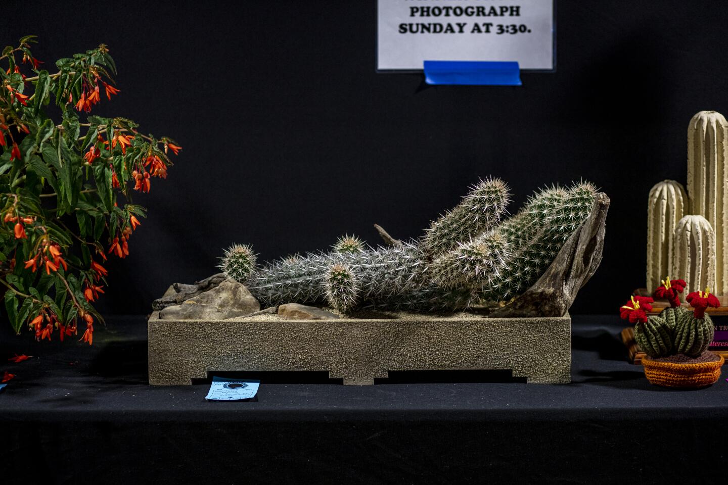 Hobbyist Tony Marino of Chino makes custom cabinets by day but his passion is succulents and cactus. His creeping devil cactus (Stenocereus eruca) was one of the convention's top trophy winners, in a special pot he built years ago from recycled carpet padding. This Mexican cactus was about eight inches long when he bought it about 10 years ago. He uses a soil made up of half pumice and half store-bought cactus mix to ensure adequate drainage.