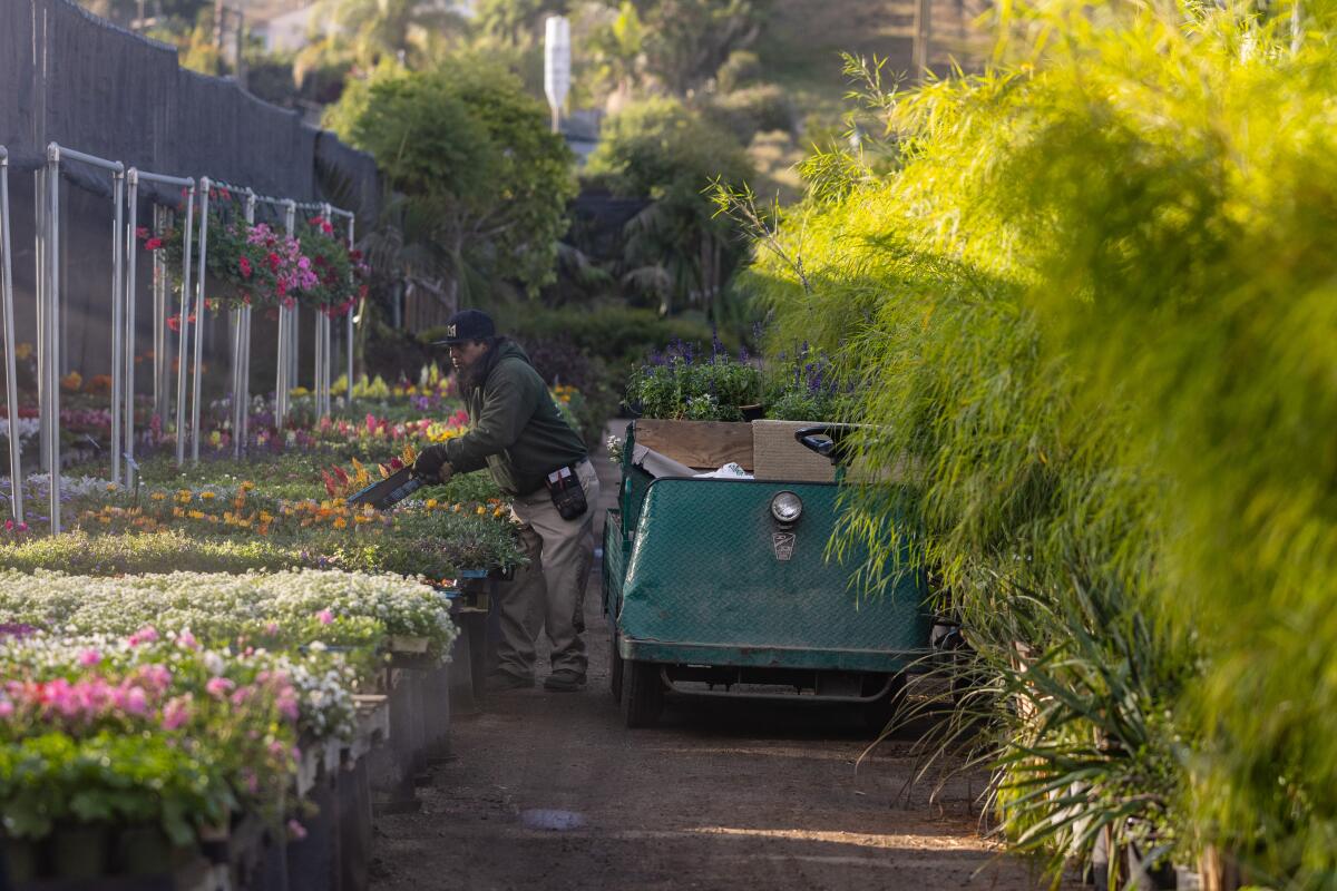 A worker tends to rows of flowers standing next to a cart at a nursery