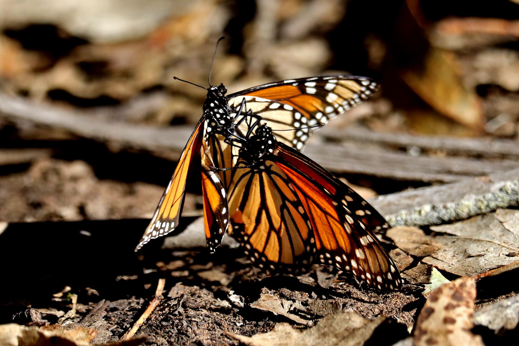 A male captures a female to mate at the Coastal Access Monarch Butterfly Preserve.