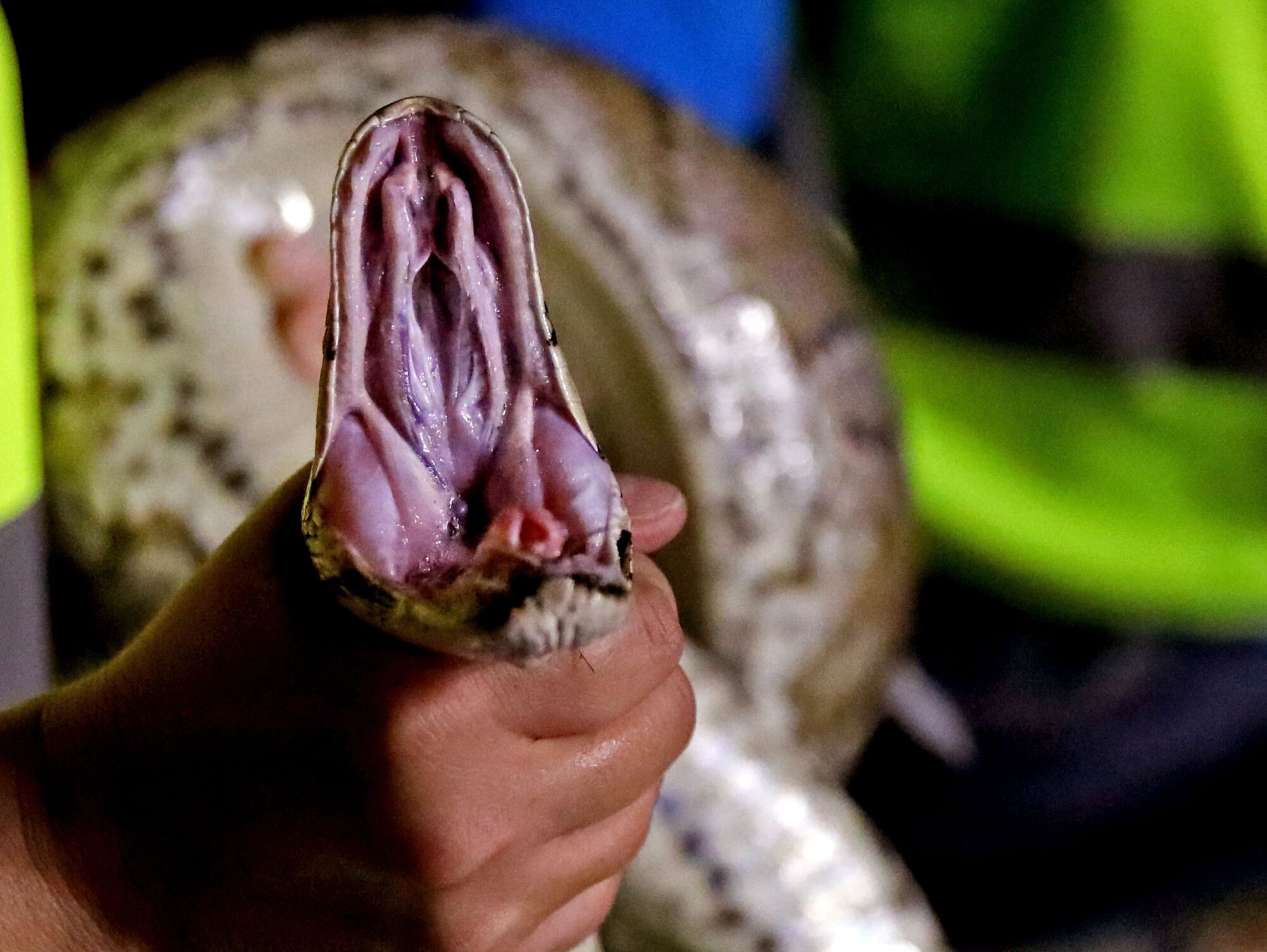 A woman holds an 8.5-foot python.