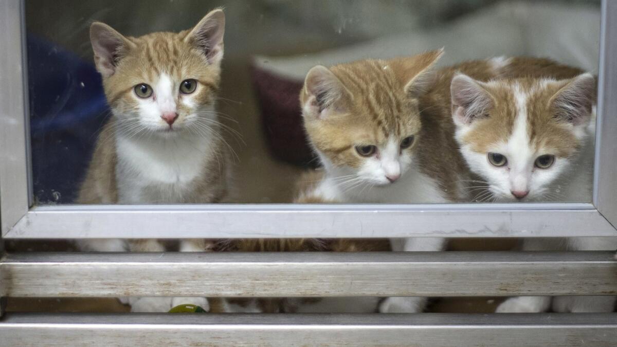 Kittens as support or service animals won't be allowed to fly on Delta Air Lines if they are younger than 8 weeks old.