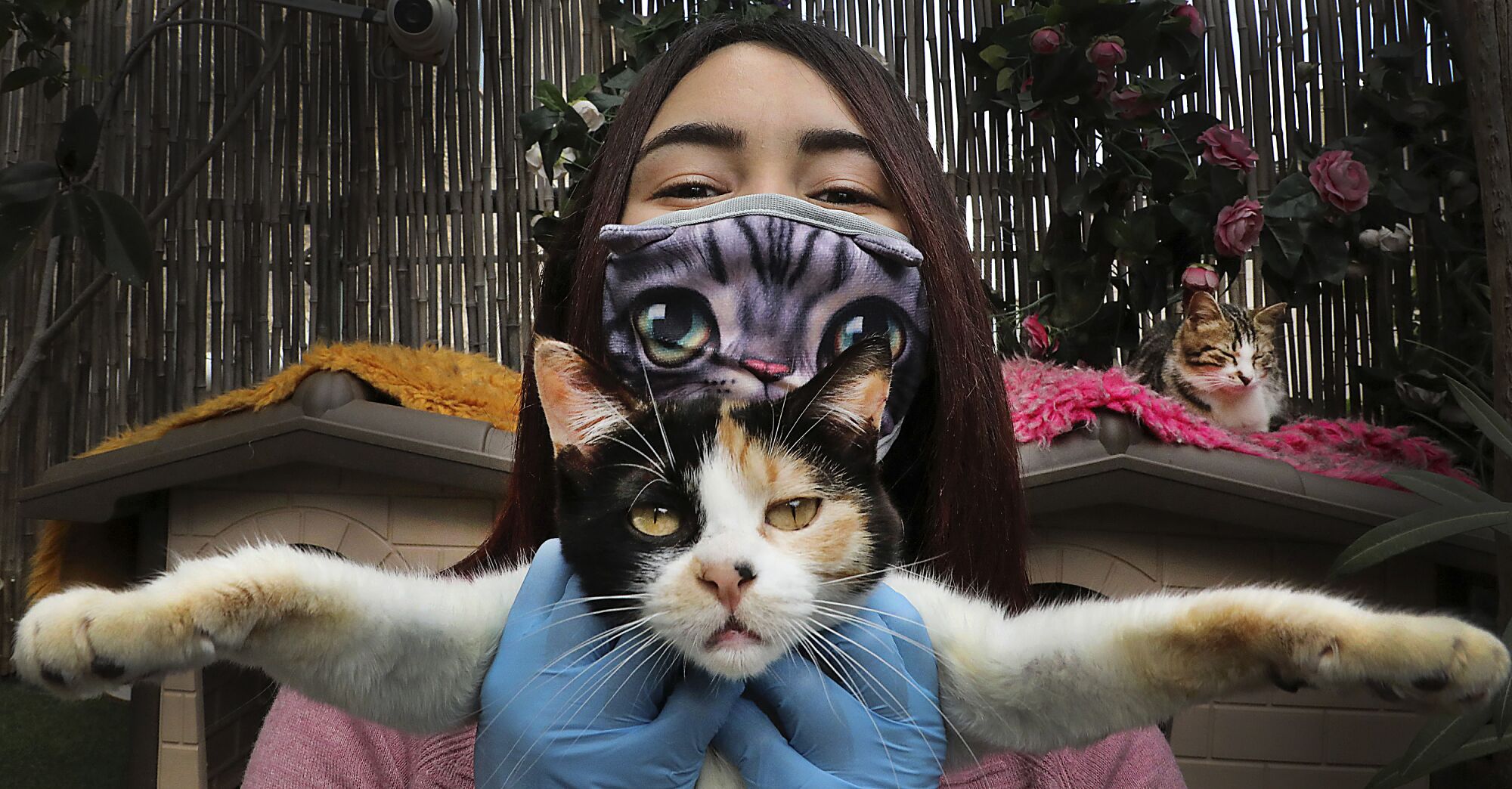 WEST BANK: Hiba Junaidi, wearing protective gloves and a mask amid the coronavirus outbreak, poses with one of the stray cats she cares for in her house's backyard, which she had turned into a shelter, near the West Bank city of Hebron, on April 7.