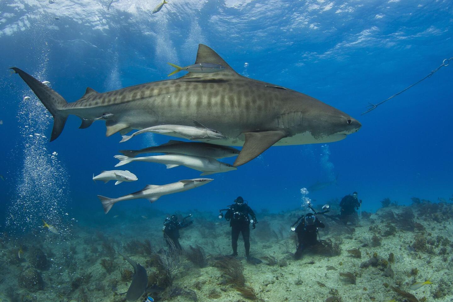 Top 3 Sharks That Attack Humans