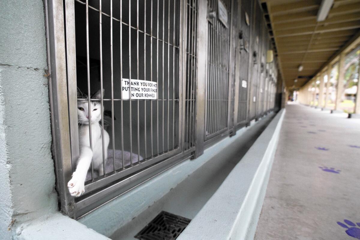 Godiva reaches out from a kennel last year at the Irvine Animal Care Center. Senior Administrator Michelle Quigley resigned her position as head of the Irvine Animal Care Center in January amid a City Council review of shelter operations.