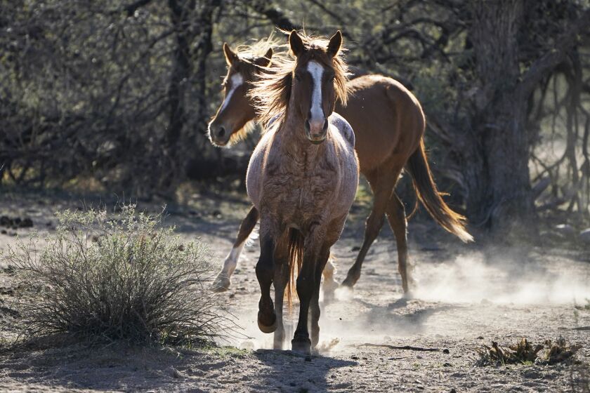 FILE - In this March 10, 2021, file photo, two Salt River wild horses kick up dust as they arrive at a site for emergency feeding run by the Salt River Wild Horse Management Group near Coon Bluff in the Tonto National Forest near Mesa, Ariz. Federal land managers say they're stepping up protections to guard against the illegal resale of wild horses and burros adopted from the government for slaughter after they've been captured on U.S. lands but mustang protection advocates say the Bureau of Land Management needs to do more. (AP Photo/Sue Ogrocki, File)