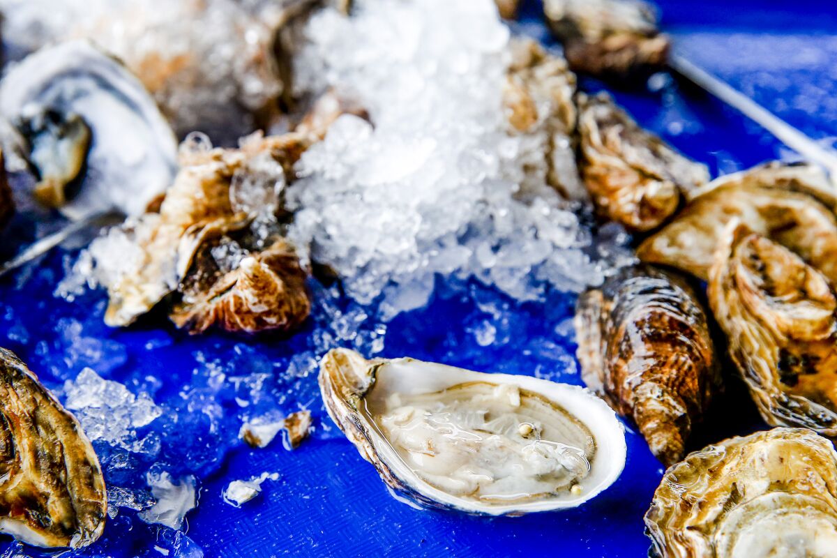 Raw oysters with crushed ice on a blue background.