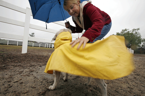 Storm moves in -- dog