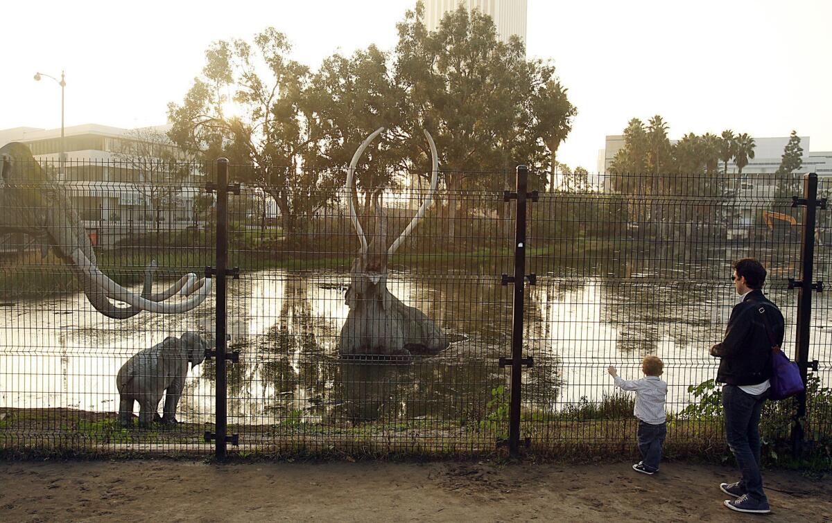 The La Brea Tar Pits sit bubbling inside Museum Row, a stretch of Wilshire that's home to the Los Angeles County Museum of Art campus.
